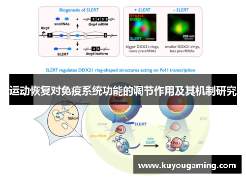 运动恢复对免疫系统功能的调节作用及其机制研究